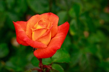 Tam çiçeği kokulu gül