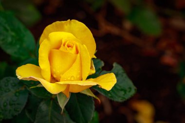 Tam çiçeği kokulu gül