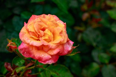 Tam çiçeği kokulu gül