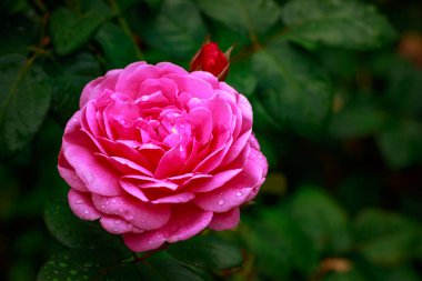 Tam çiçeği kokulu gül