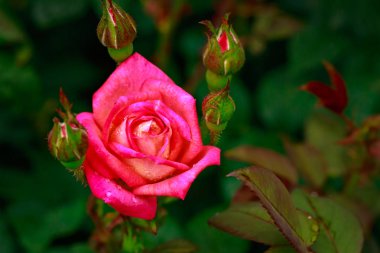 Tam çiçeği kokulu gül