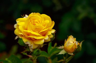 Tam çiçeği kokulu gül