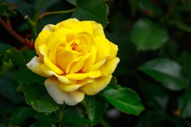 Tam çiçeği kokulu gül