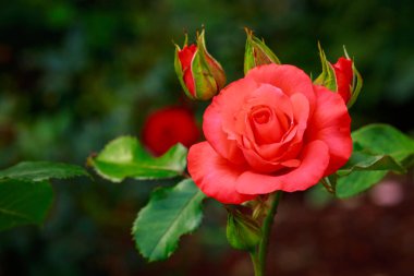 Tam çiçeği kokulu gül