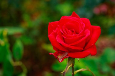 Tam çiçeği kokulu gül