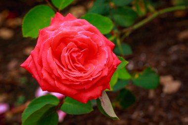 Tam çiçeği kokulu gül