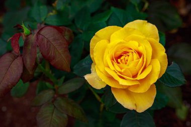 Tam çiçeği kokulu gül