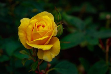 Tam çiçeği kokulu gül