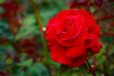 Tam çiçeği kokulu gül