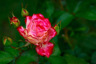 Tam çiçeği kokulu gül