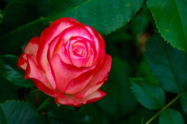 Tam çiçeği kokulu gül