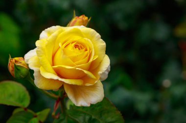 Tam çiçeği kokulu gül