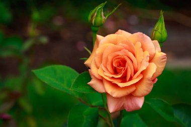 Tam çiçeği kokulu gül