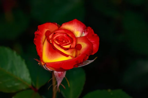 Fragrant Rose in Full Blossom — Stock Photo, Image