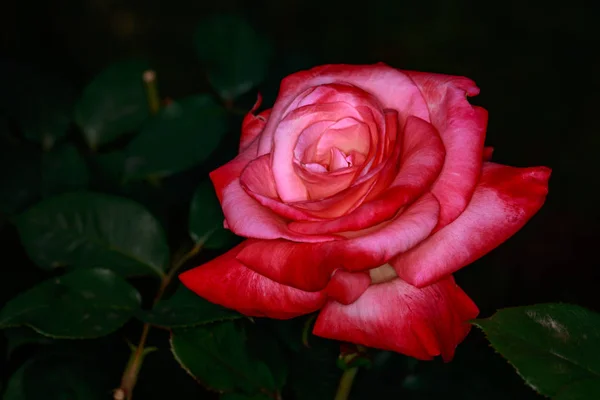 香的玫瑰盛开 — 图库照片