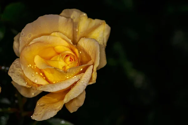 Rose parfumée en pleine fleur — Photo