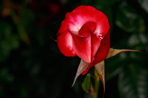 Duftende Rose in voller Blüte — Stockfoto