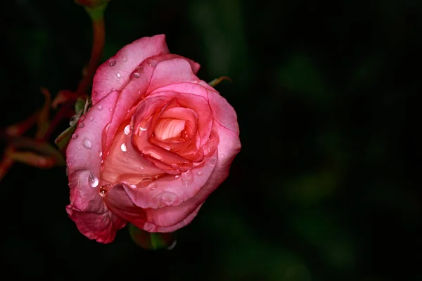 Duftende Rose in voller Blüte — Stockfoto