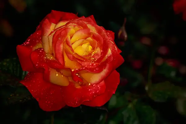 Rosa fragante en plena floración — Foto de Stock