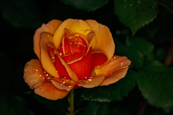 Duftende Rose in voller Blüte — Stockfoto