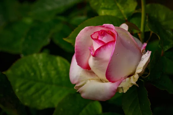 Voňavé růže v plné květy — Stock fotografie