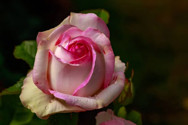 Rosa fragante en plena floración — Foto de Stock