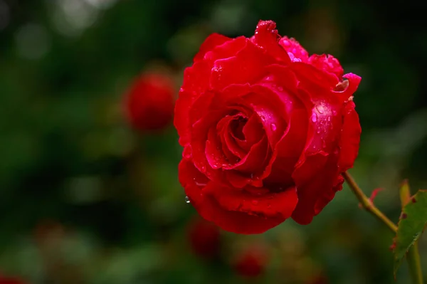 Fragrant Rose in Full Blossom — Stock Photo, Image