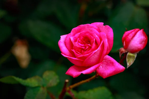 Rosa fragante en plena floración — Foto de Stock