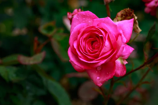香りのよいバラ満開 — ストック写真