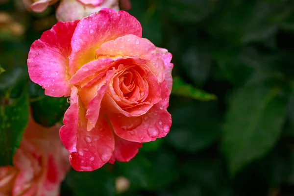 Fragrant Rose in Full Blossom — Stock Photo, Image