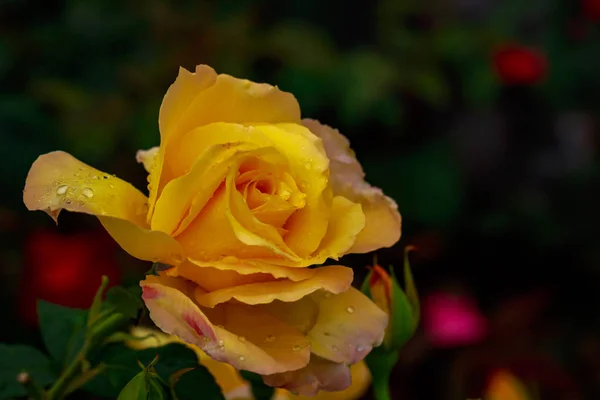 Rosa fragante en plena floración — Foto de Stock