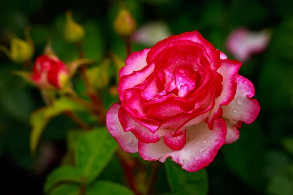 Rosa fragante en plena floración — Foto de Stock