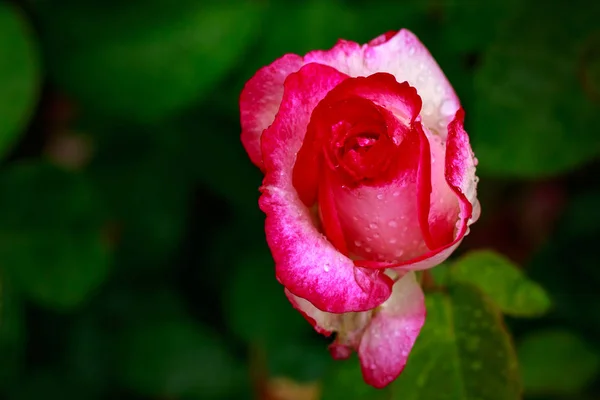 Rosa fragante en plena floración — Foto de Stock