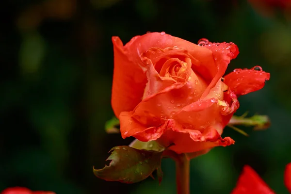 Rosa fragante en plena floración — Foto de Stock