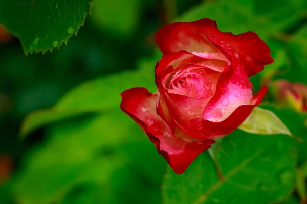 Tam çiçeği kokulu gül — Stok fotoğraf