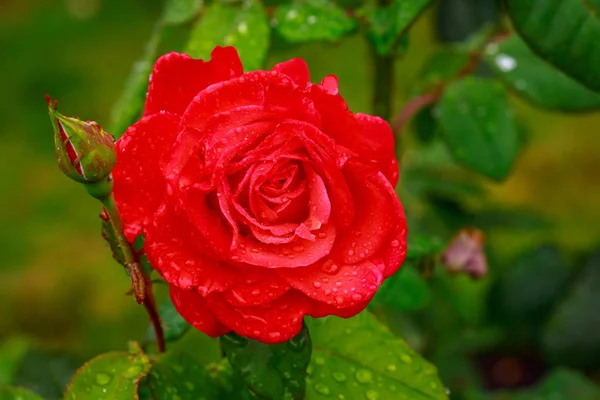 Rosa fragante en plena floración — Foto de Stock