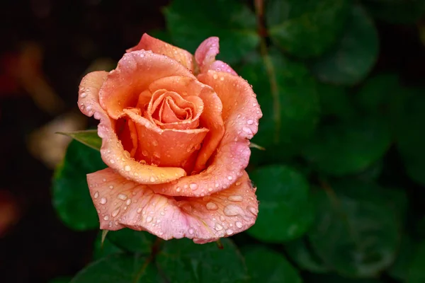 Duftende Rose in voller Blüte — Stockfoto