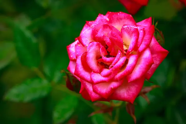 Fragrant Rose in Full Blossom — Stock Photo, Image