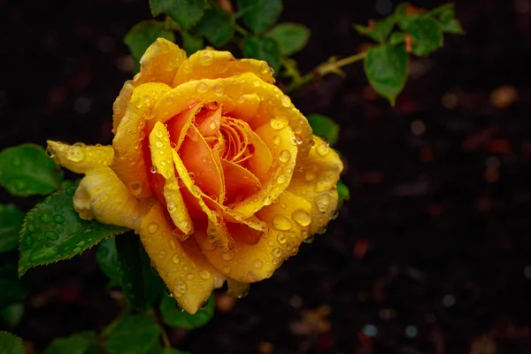 Rose parfumée en pleine fleur — Photo