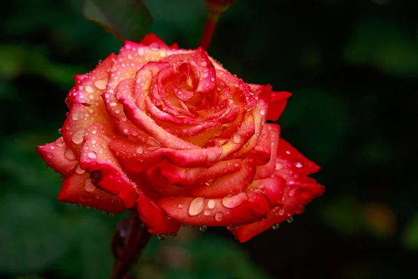 Rosa fragante en plena floración — Foto de Stock