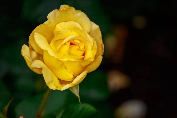 Rosa fragante en plena floración — Foto de Stock