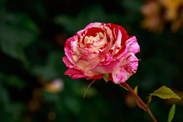 Rosa fragante en plena floración — Foto de Stock