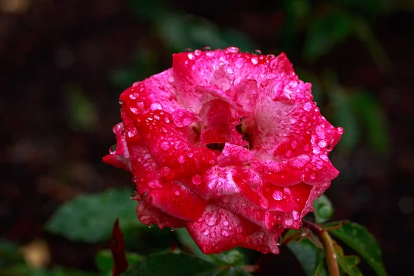 Geurige Rose in volledige bloei — Stockfoto