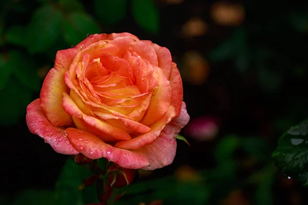 Rosa fragante en plena floración — Foto de Stock