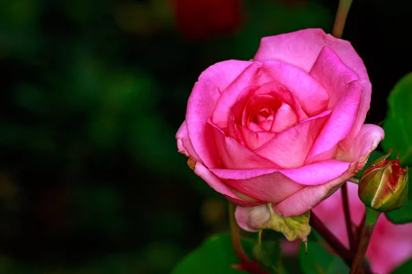 Rosa profumata in fiore pieno — Foto Stock