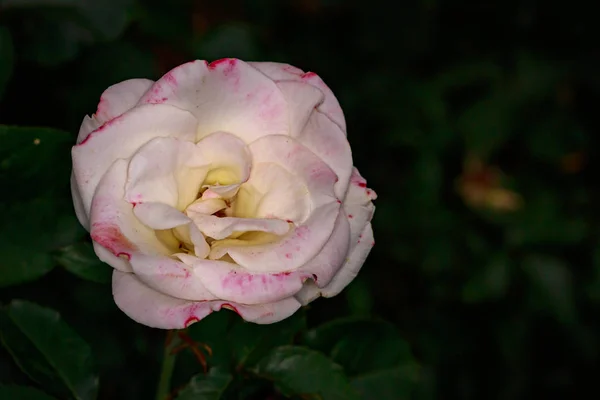 Pachnące Rose w pełnym kwiecie — Zdjęcie stockowe