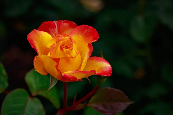 Ароматних троянд у повному цвітінні — стокове фото