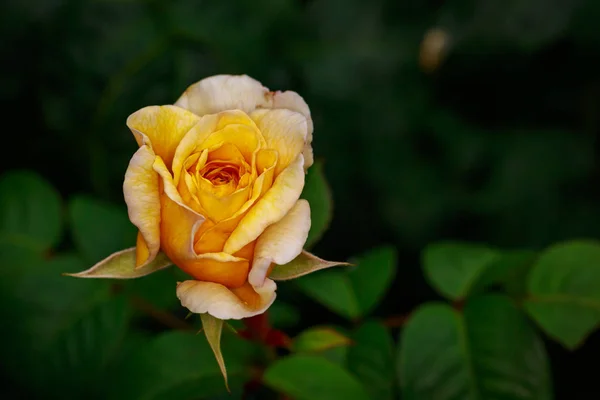 Rose parfumée en pleine fleur — Photo