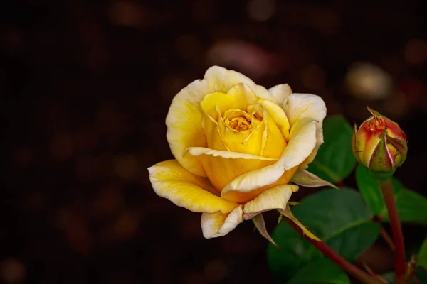 Duftende Rose in voller Blüte — Stockfoto