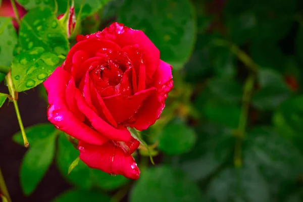 Rosa fragante en plena floración — Foto de Stock